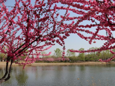 全民健康跑系列活動(dòng)-2024京西賞花長(zhǎng)跑節(jié)(賽事規(guī)程)