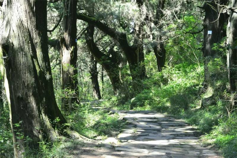 2024翠云廊少年越野賽(賽事規(guī)程)(2) 2024翠云廊少年越野賽(賽事規(guī)程)(2)