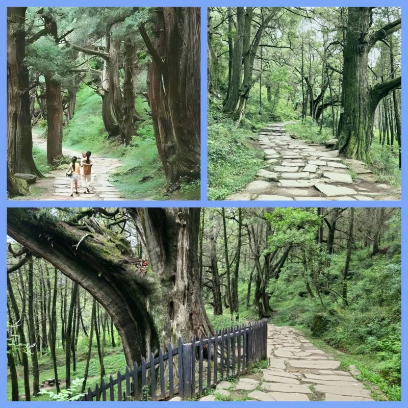 2024翠云廊少年越野賽(賽事規(guī)程)(3) 2024翠云廊少年越野賽(賽事規(guī)程)(3)