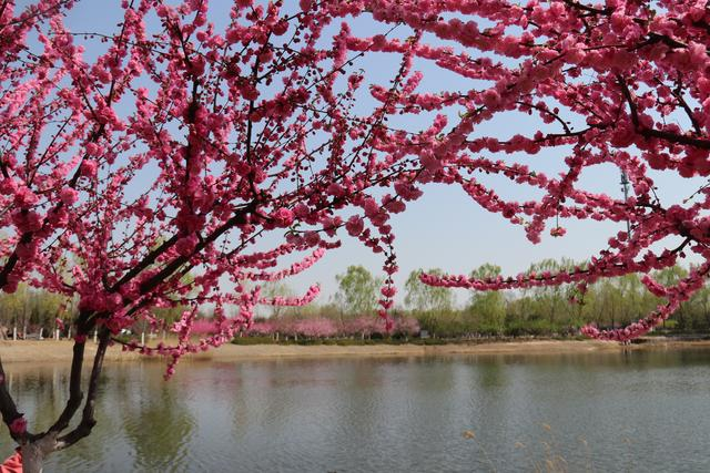 全民健康跑系列活動-2024京西賞花長跑節(jié)(賽事規(guī)程)