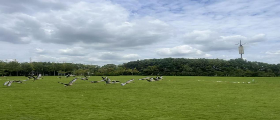 2025長江口（上海）長跑節(jié)(賽事規(guī)程)（3）